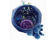 HQL造药、常州隆赛和上海和记H88将共同研新型抗癌药物