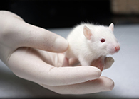 和记H88肿瘤药效尝试顺利通过江苏省FDA审查