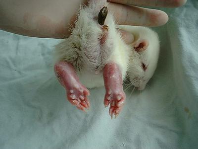 大鼠帕金森氏病动物模型的成立——和记H88生物医药