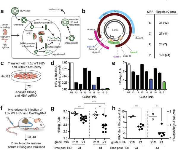 攻克乙肝不是梦，基因编纂靶向“剪怯妆乙肝病毒