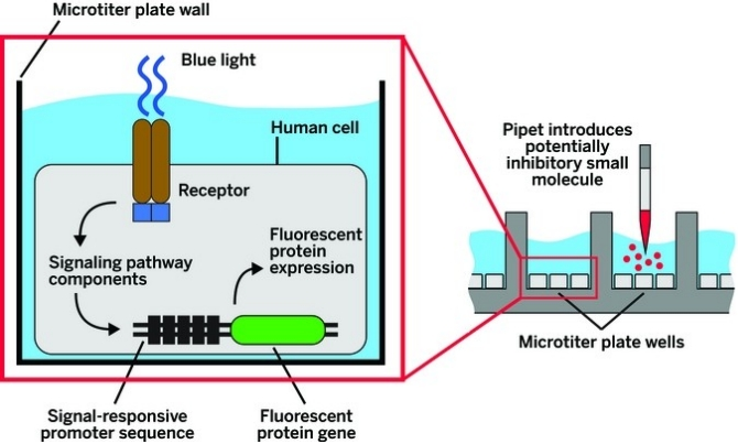 新型全光学伎俩筛选幼分子药物