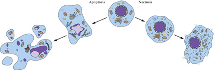 和记H88细胞凋亡检测技术服务