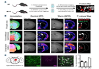 减肥药对准新靶点，强效减肥药即将来袭？