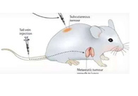 围观:临床前幼鼠模型若何？