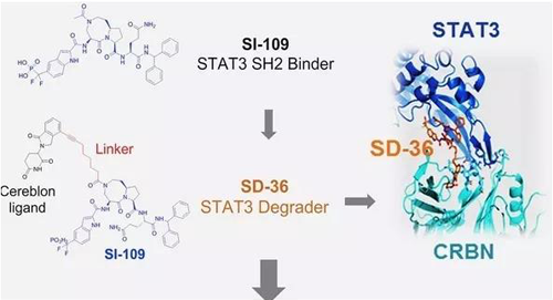 结构优化得到的SH2结合分子SI-109与CRBN结合，得到SD-36