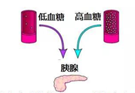 调节血糖稳态，GK负沉前行