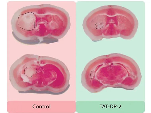 将TAT-PP-2注射入幼鼠体中进行尝试
