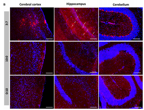 被包裹在含有NT-类脂质的LNP中的Cre沉组酶成功转移。大脑中的转染神经元呈红色高亮。