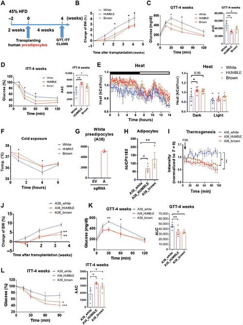 HUMBLE细胞推进幼鼠葡萄糖代谢和生热