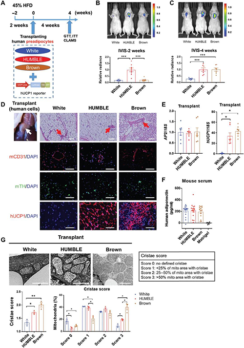 HUMBLE细胞沉构幼鼠的职能性脂肪细胞
