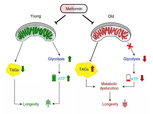 二甲双胍在特定春秋段的代谢作用可能会限度其在未患糖尿病的老年人身上的医治益处