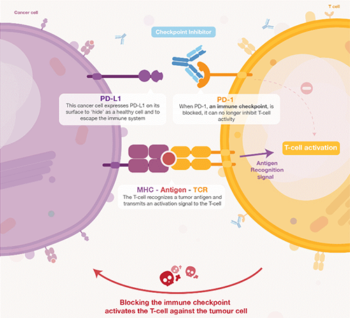 饿了吗？饿一饿原来能够辅助PD-1抑造剂肿瘤免疫医治 