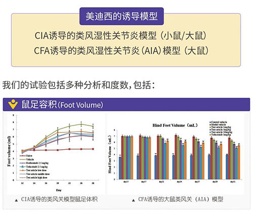 和记H88诱导的类风湿性关节炎模型