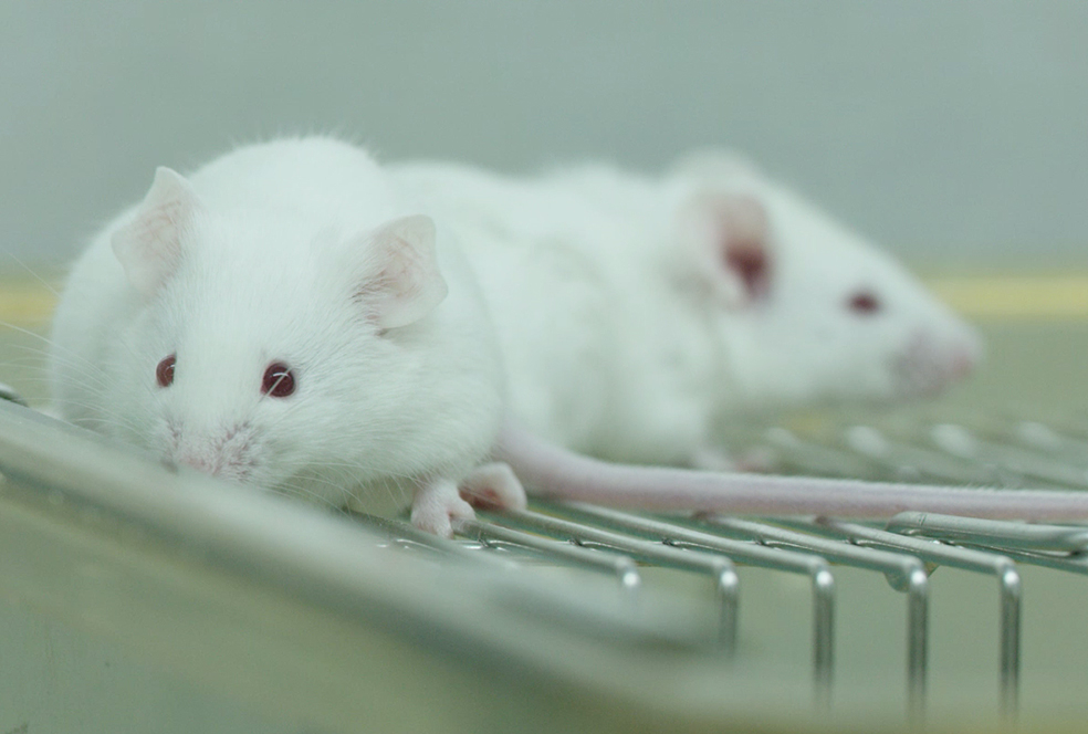 带你相识和记H88临床前钻研服务 