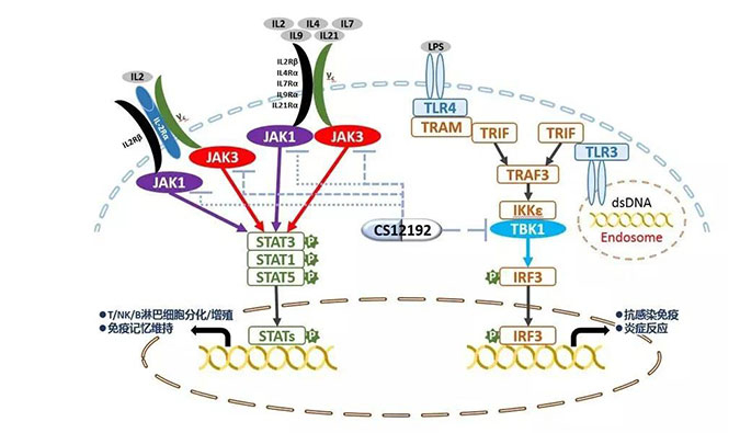 自身免疫疾病或迎新疗法！和记H88助力微芯生物CS12192获批FDA