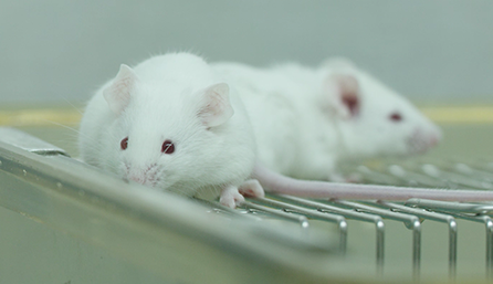 和记H88临床前钻研-药效学、药代动力学和临床前钻研服务