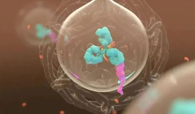 美研 | ADC，为靶向给药而精准深耕