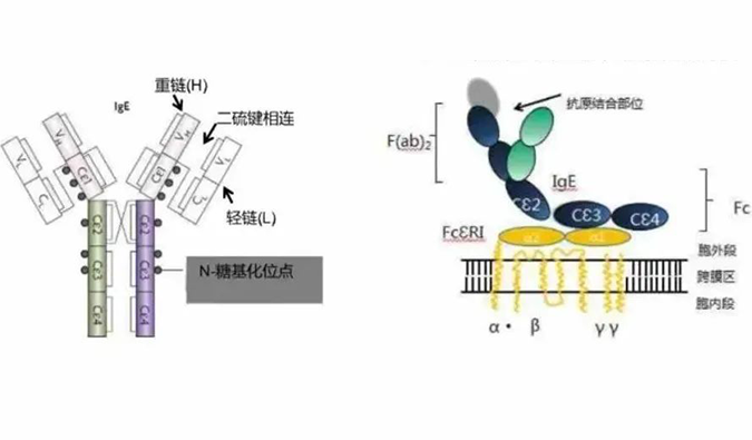 和记H88助力 | 济民可信lgE抗体药物JYB1904获批临床