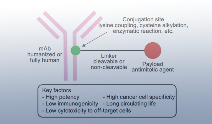ADC药物：迎接市场热潮，攻破研发壁垒