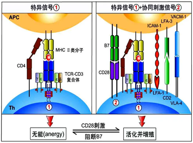 和记H88助力 | 国内CD19×CD3×CD28三特异性抗体获FDA默示许可