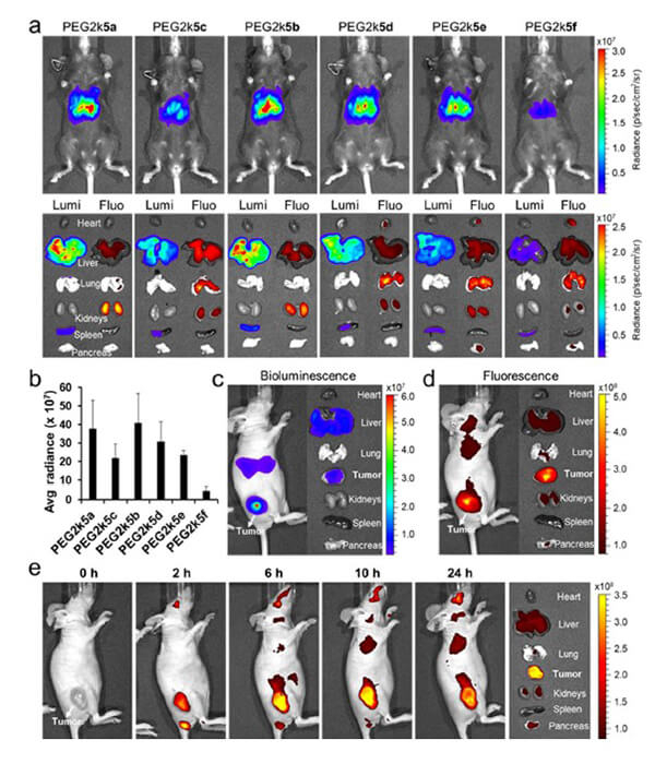递送和NIR影像，Luc mRNA; Ⅳ and intra-tumoral.jpg