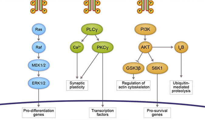 和记H88助力 | 睿跃生物1类新药 TRK降解剂CG001419获批临床