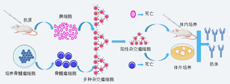 和记H88抗体开发技术