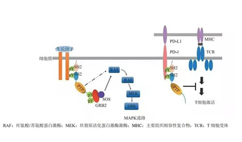 和记H88助力凌达生物SHP2变构抑造剂RG001片获批临床.jpg