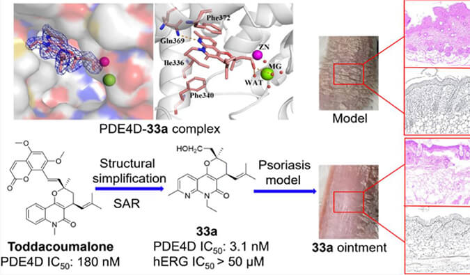发现用于部门医治牛皮癣的新型PDE4抑造剂，幼鼠、大鼠和人肝微粒体的代谢不变性尝试通过和记H88测定