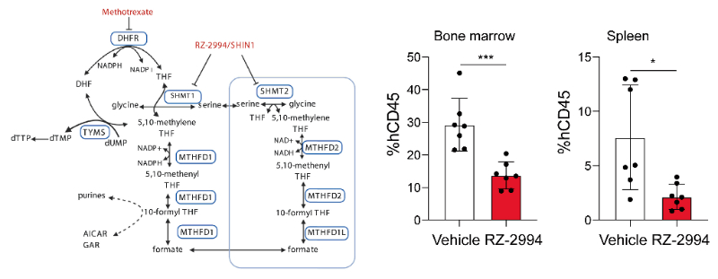 钻研人员使用RZ-2994来表征抑造SHMT1/2在T细胞急性淋巴细胞白血病 (T-ALL) 中的作用，RZ-2994通过和记H88定造合成