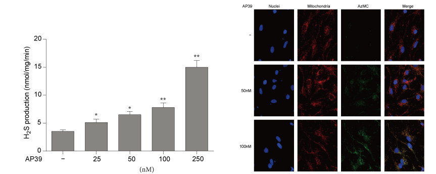 AP39是一种新合成的线粒体靶向的H2S供体，本钻研中AP39通过和记H88设计和合成