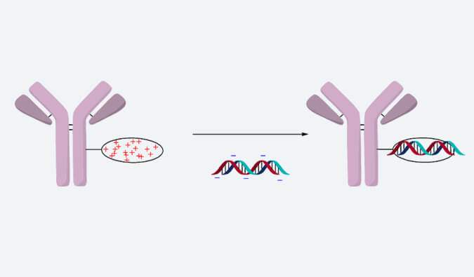 幼核酸抗体偶联药物（AOC)视频合集