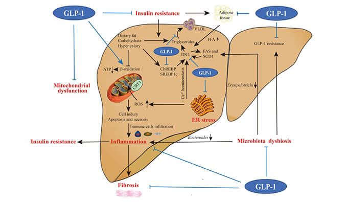 谁将成为 2024年全球生物医药首个黑马？NASH领域突破性药物即将问世？