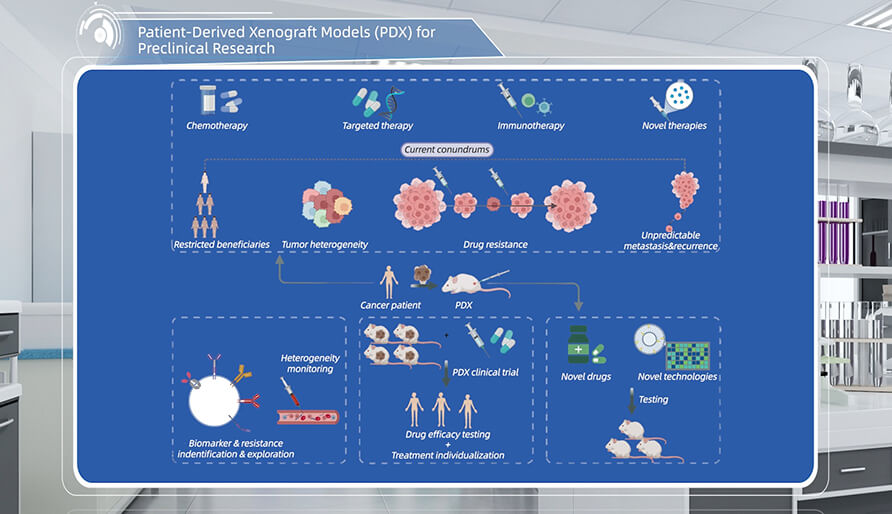 什么是临床前钻研的PDX（人源肿瘤异种移植）模型？