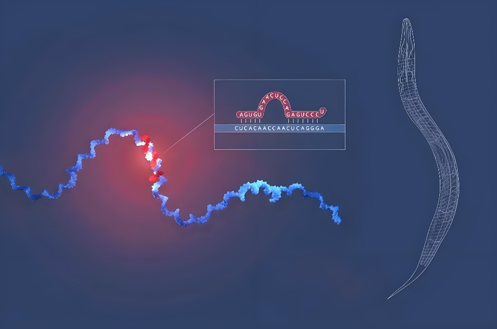miRNA成诺贝尔奖明星分子，和记H88正全快赋能核酸药物研发