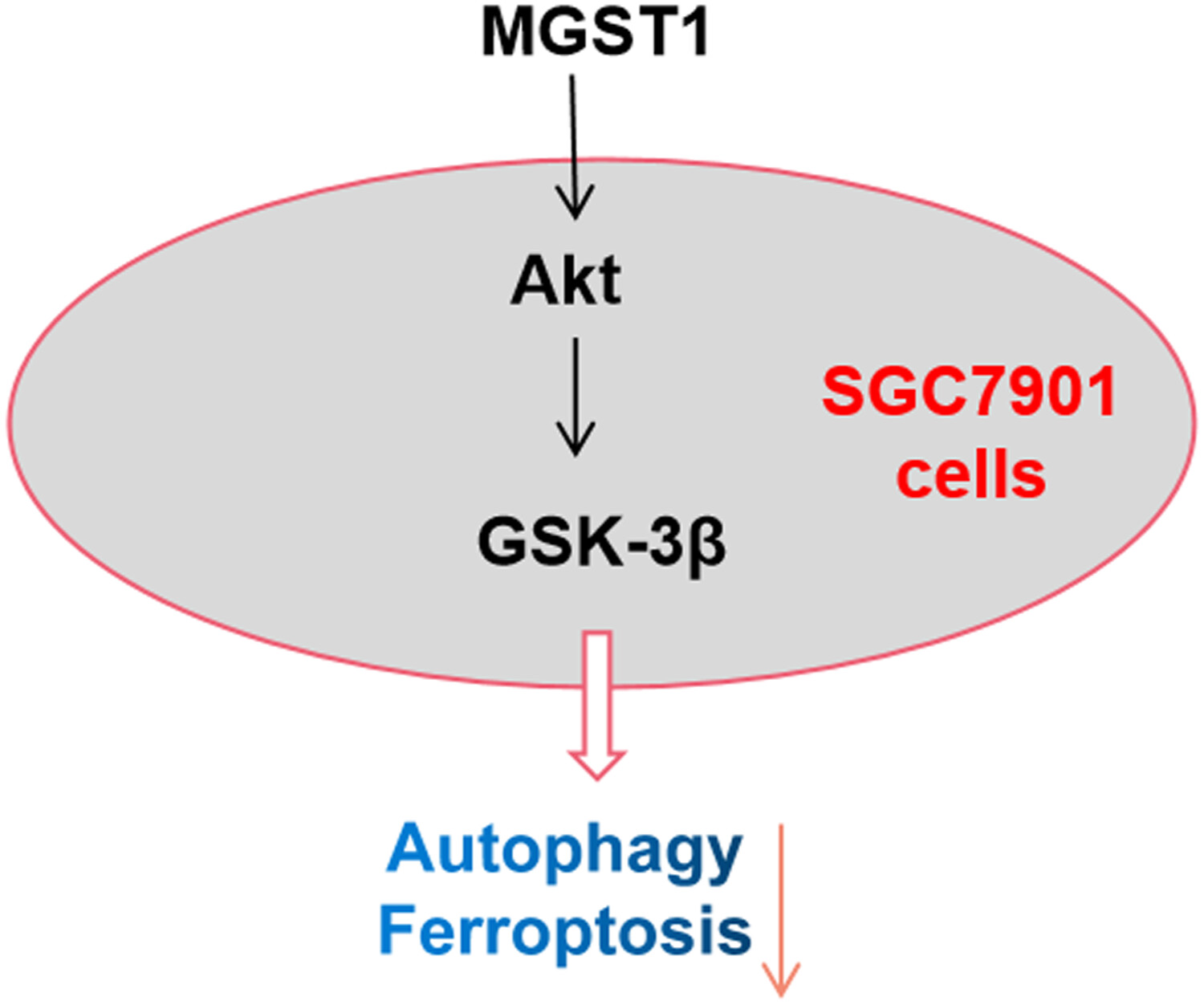 MGST1过表白通过激活Akt/GSK-3β信号通路诱导胃癌细胞增殖，本钻研中MGST1过表白等体表尝试通过和记H88进行