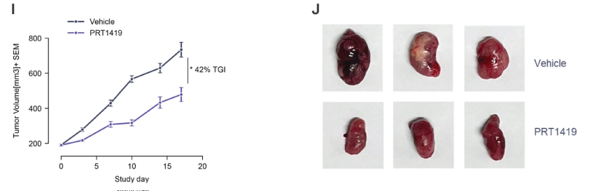 MCL1抑造剂在多种实体瘤和血液肿瘤模型中显示抗肿瘤成效，本钻研中药效尝试通过和记H88进行