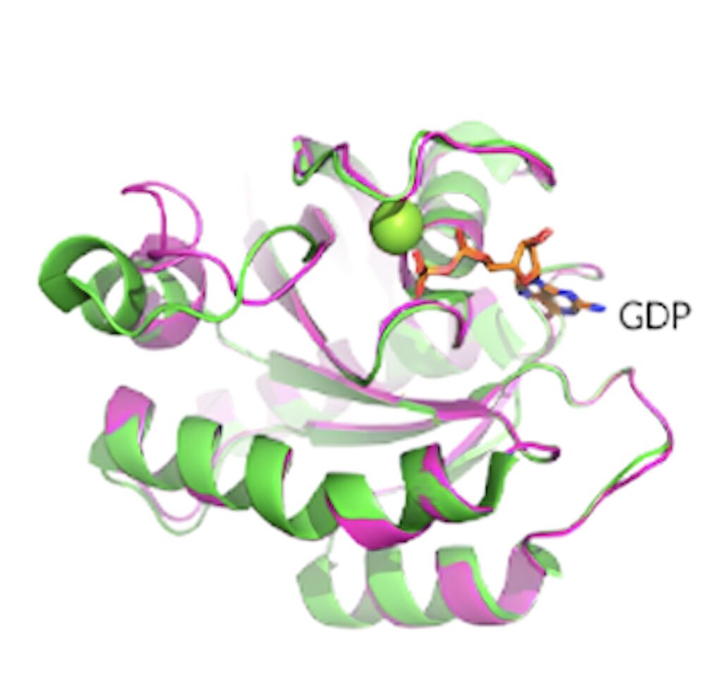 KRAS G12D晶体结构揭示了蛋白质的构象和 GDP 结合状态。.jpeg
